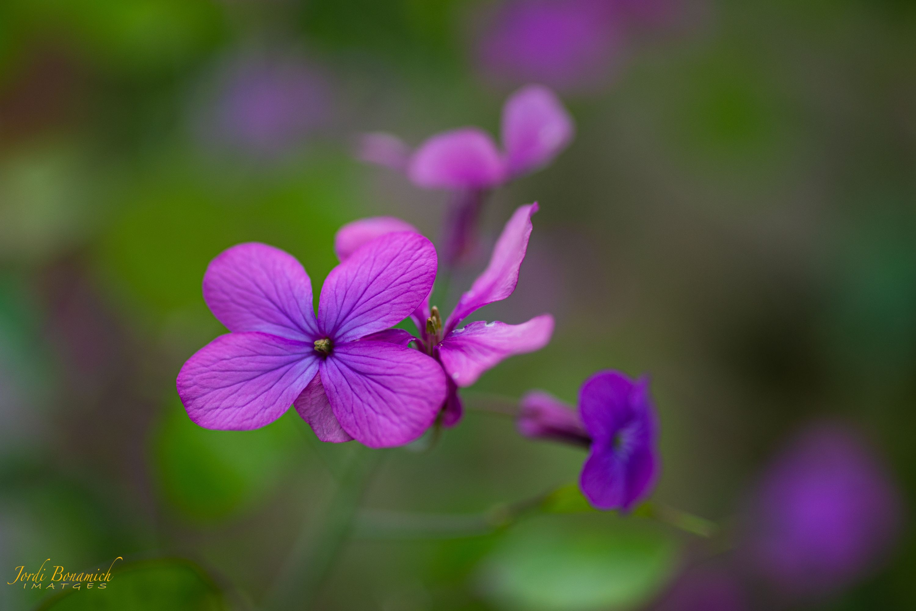 FLORETES DEL JARDI-5726_DSC5726